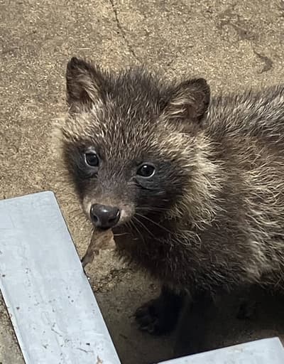 Empat Anak Anjing Rakun Jepang Mulai Dipamerkan untuk Umum di Kebun Binatang Tokushima