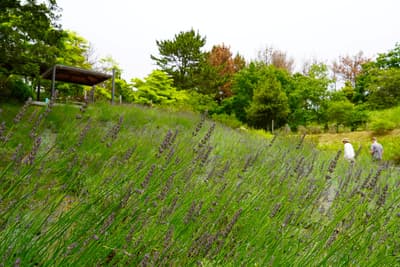 國營常陸海濱公園薰衣草季即將到來