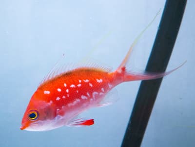 广岛市基町水族馆樱花祭春季活动，特色展示樱花鲈