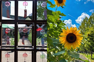 Wind Chimes and Sunflowers Brighten Osaka Prefectural Flower Cultural Garden This Summer