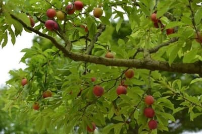 加古川「みとろ観光果樹園」で楽しむスモモ狩り——夏季限定の2週間