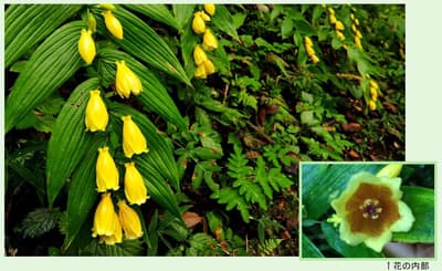 Kii-Jorohototogisu, "Wanita dari Desa Pegunungan," Mencapai Puncak Mekar di Kebun Raya Alpen Rokko