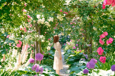 시즈오카 아타미 'ACAO ROSE FESTA 2026', 약 600종 4,000그루의 장미가 만개하여 6월 7일까지 개최