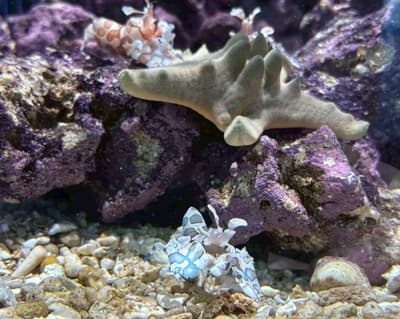 广岛基町水族馆情人节特别活动：心形振袖虾展览开幕