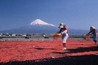 Sakura Ebi Autumn Fishing Season Opens October 29 With Fresh Raw Shrimp and Kakiage Around Yui Port, Shizuoka