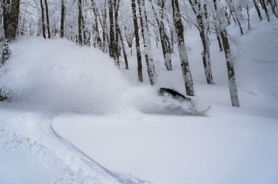 Hoshino Resorts NEKOMA Mountain Perluas Zona Tree Run ke 5 Area untuk Musim 2026-27 dan Tambahkan Penginapan Baru