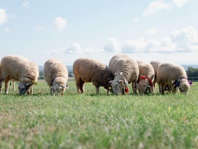 Sapporo Hitsujigaoka Observation Hill's Sheep Flock Surpasses 20 for First Time in 11 Years