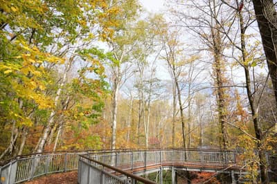 Las hojas de otoño alcanzan su mejor momento en el Parque Nacional Takino Suzuran Hillside mientras el Festival de Otoño de Takino se celebra hasta el 10 de noviembre