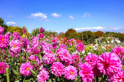 大和花历 2026“秋色市集 in 马见花卉节”将于马见丘陵公园举办