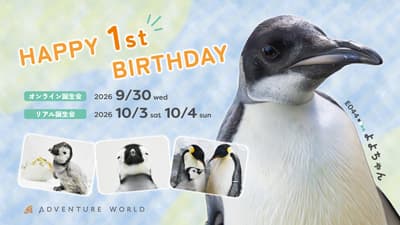 Adventure World 國王企鵝寶寶「Yoyo-chan」滿 1 歲了 — 慶祝 365 天成長歷程的特別活動