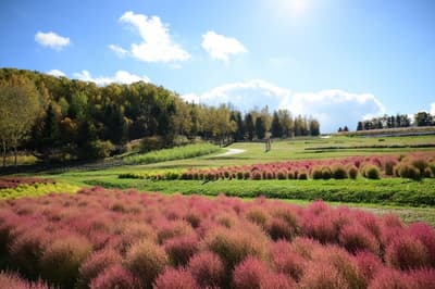 Kochia in Peak Autumn Color and the Takino Autumn Leaves Festival Through November 10 at Takino Suzuran Hillside National Government Park