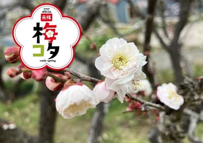 大阪府梅小町2026活动：240棵树上90种梅花争奇斗艳