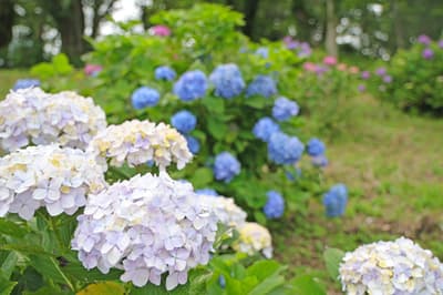 2,000 Hydrangeas in Full Bloom at Mother Farm in Chiba