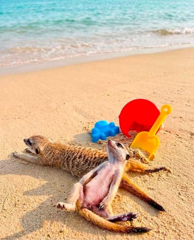 14 Baby Meerkats Debut at Meerkat Cafe googoo in Kichijoji on August 1, After Arriving at Just 45 Days Old