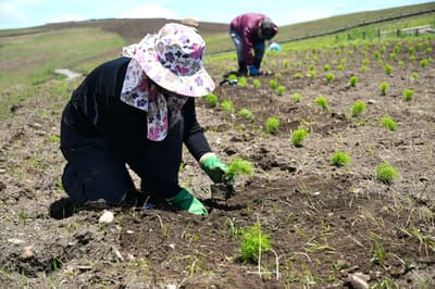Kochia Planting Season Begins Again at Hitachi Seaside Park