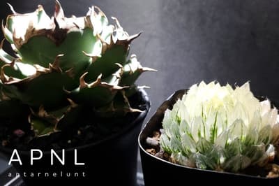 La marca de jardinería interior APNL sugiere cuidados otoñales para preparar agaves y haworthias para el invierno, empezando por el suelo y las hojas