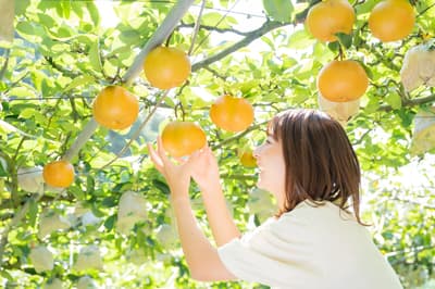 Imari's Hosui Pear Festival Returns August 29–30 With Sales at Four Locations