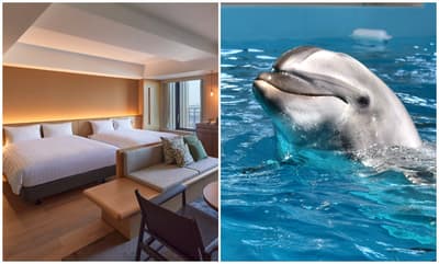 Dorsett by Agora Osaka Sakai se asocia con un centro local para una nueva experiencia de estancia frente al mar; ya se pueden reservar planes de estancia con encuentro con delfines