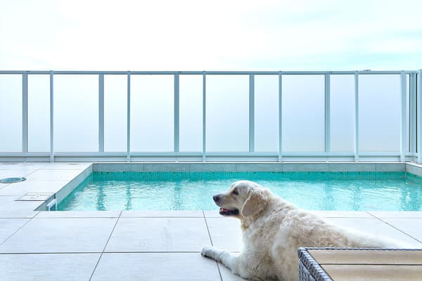 海滨——宠物友好房