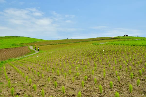 Freshly planted kochia at Miharashi Hill