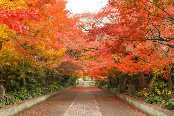 Hojas de otoño en el templo Ryufukuji, una Propiedad Cultural Importante designada a nivel nacional (imagen)