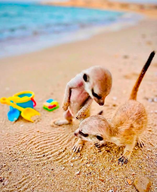 Coco and Natsu before they came to Japan — the two were always together
