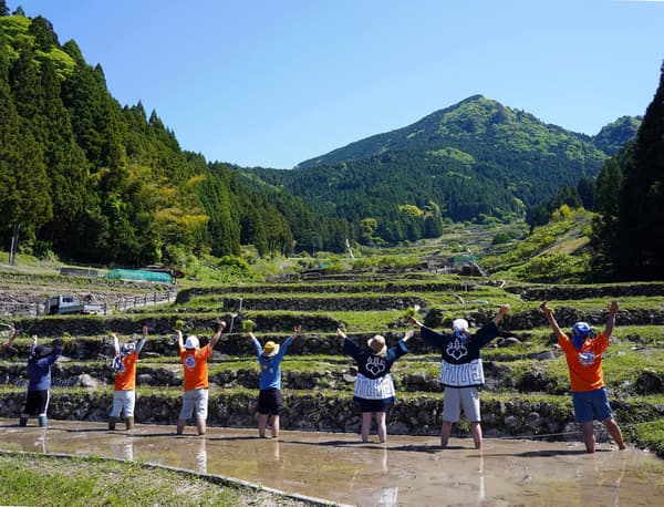 Rice harvested by hotel staff at Yotsuya's Senmaida terraced rice fields