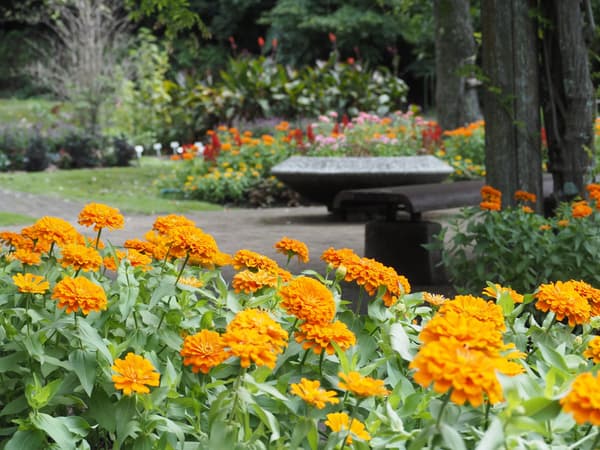 Zinnias en flor en Yamaguchi Flower Land (imagen)