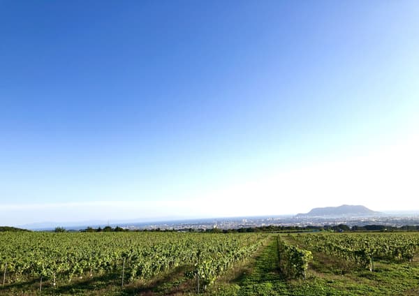de Montille & Hokkaido vineyard in Hakodate