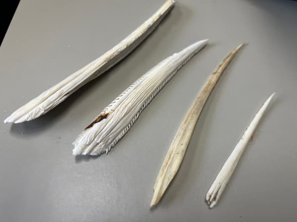 Ray spine specimen on display