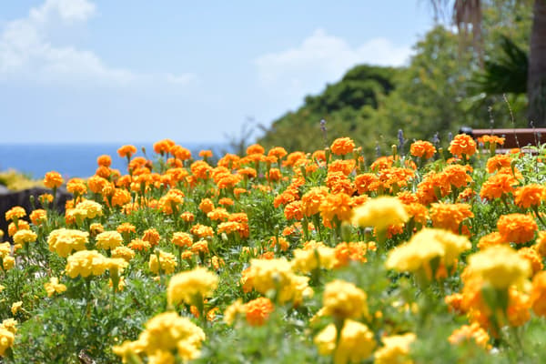 Marigolds