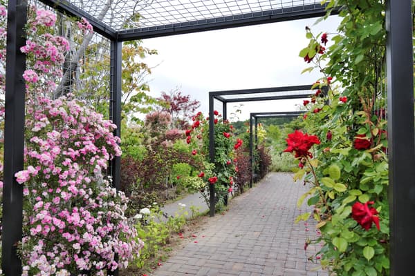 Rose Garden