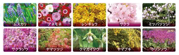 節日期間盛開的各種花卉