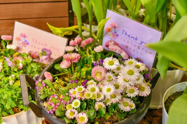 ดอกทิวลิปสีสันสดใส