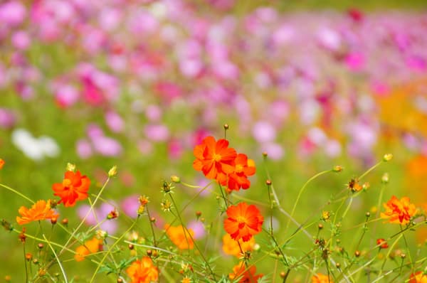 The flower language of yellow cosmos is 