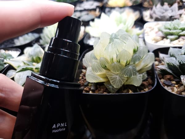 Haofolia junto a una haworthia en maceta