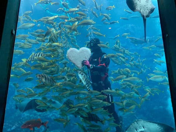 Fish gathering around heart-shaped krill