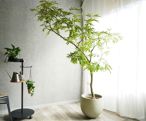 来自冲绳“Gibe-en”的常绿植物 / 50,000日元（不含税），运费8,000日元起（不含税），安装费另计