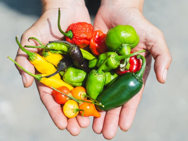 Chili peppers grown by the farm