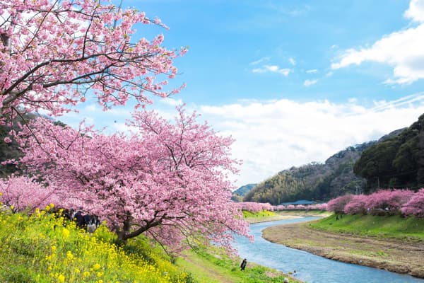 河邊的櫻花和油菜花