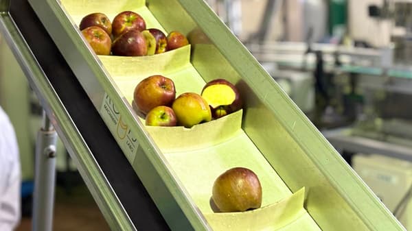 Winery press machine