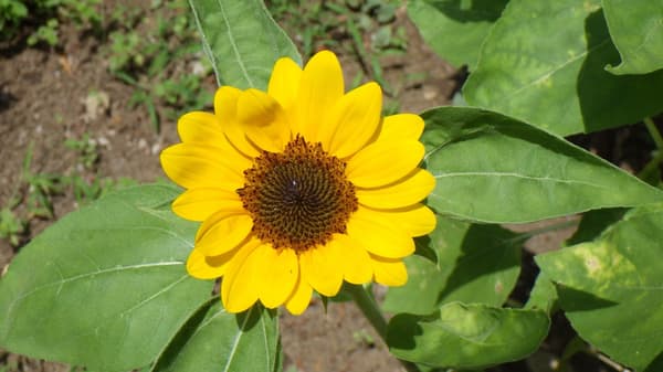 Vincent (orange) sunflowers in bloom at Shinjuku Central Park