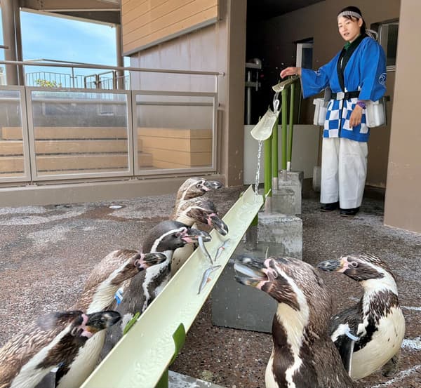 企鵝餵食時間