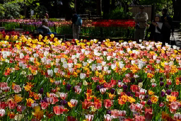 日本大通沿岸的鬱金香