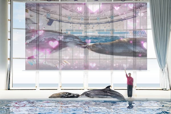 海豚和海狮的联合表演