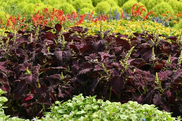 Coleus 'Black Dragon'