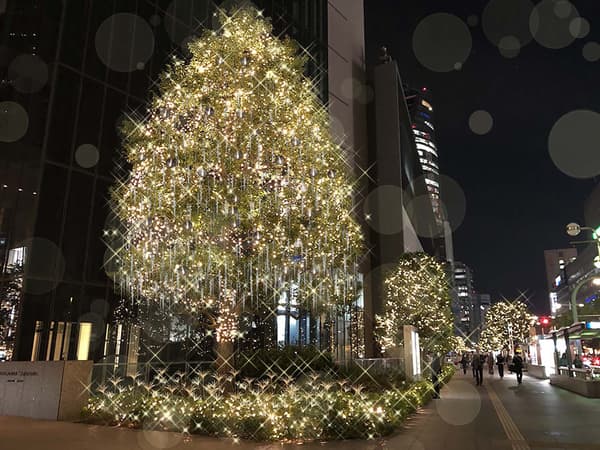 Winter illumination on a large tree