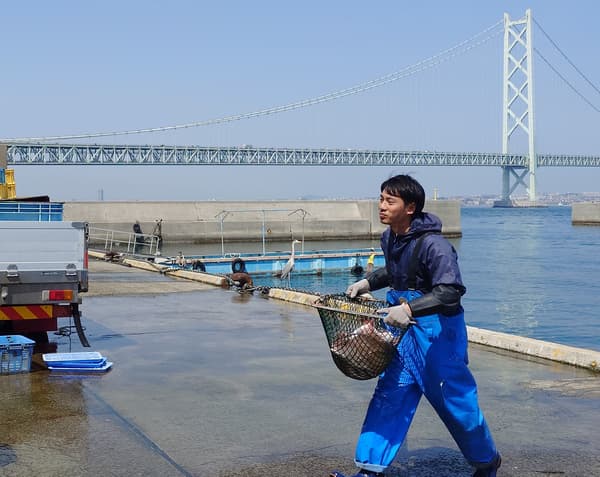 漁業合作社成員在岩屋港卸下從淡路島新鮮捕獲的野生真鯛