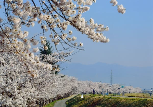 Okitama Sakura Corridor map