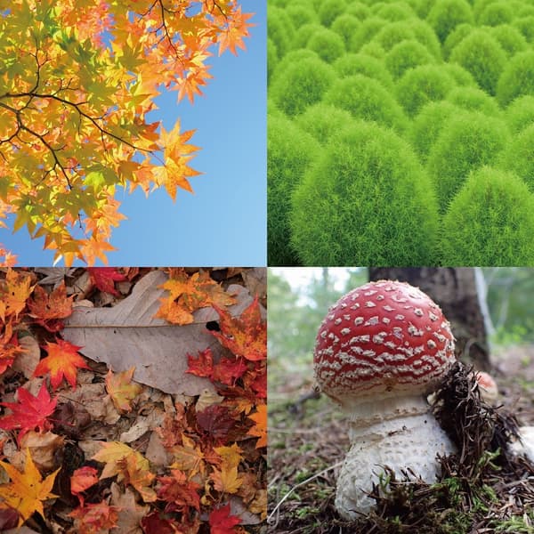 Takino Autumn Color Hunt Bingo card